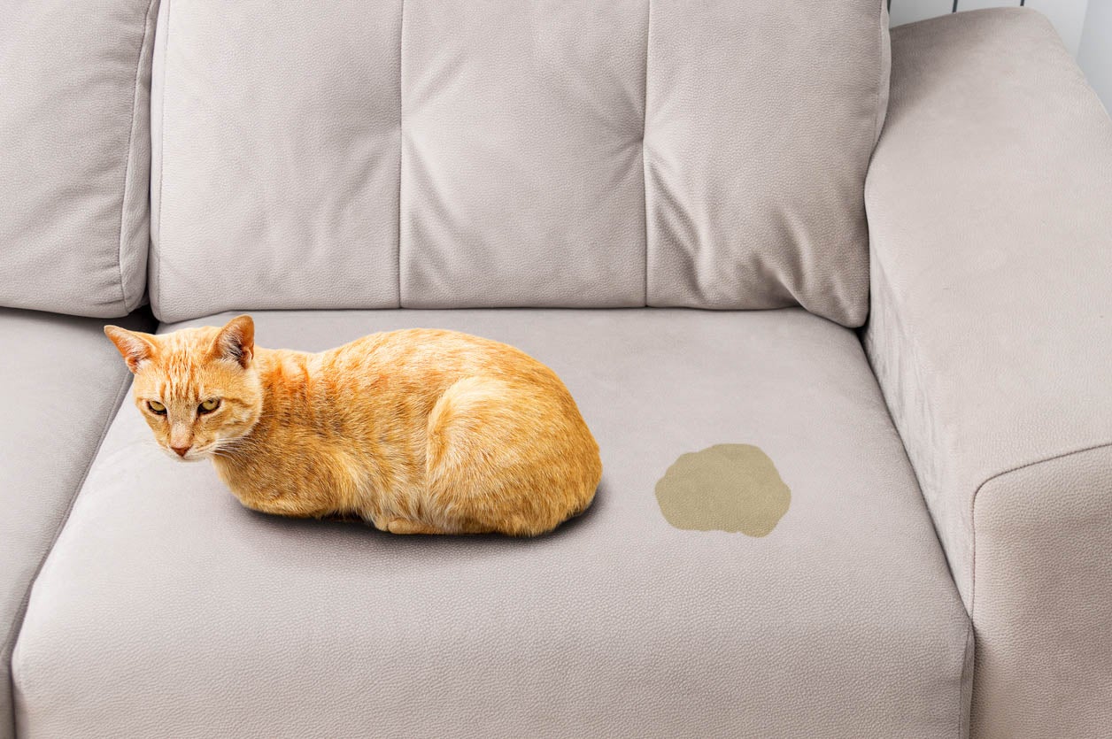 Cat urine stain on chair