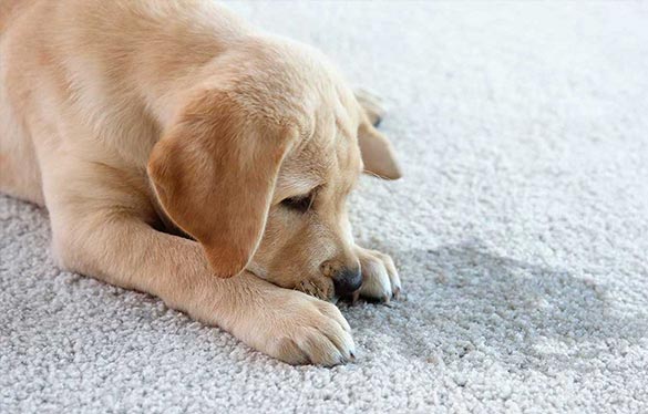 Pet odors are one of the most difficult to remove.