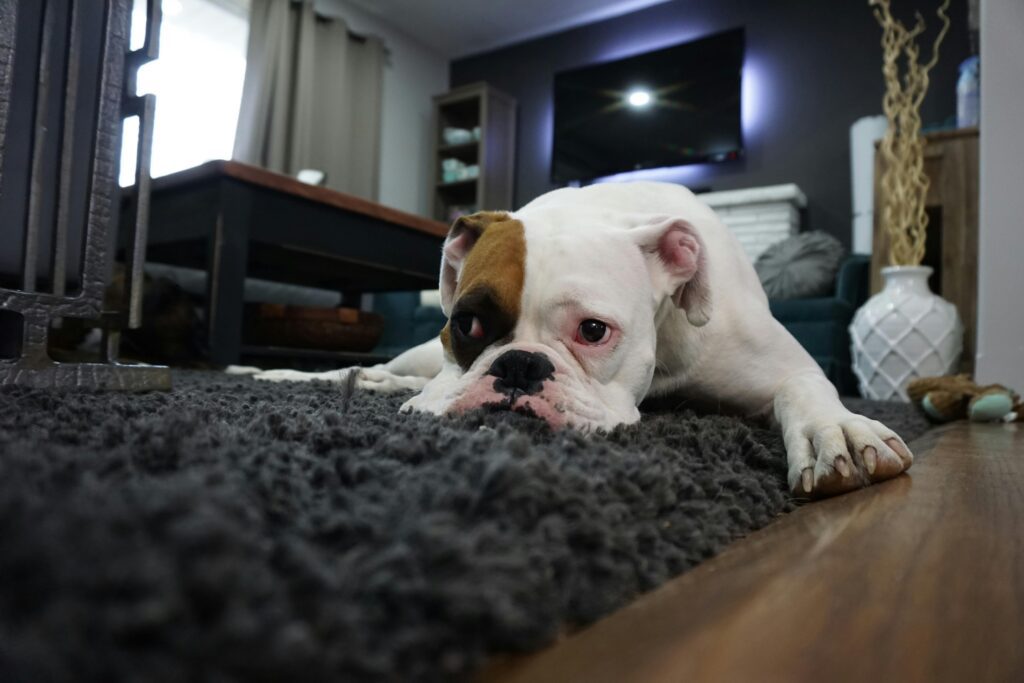 Odors in carpets linger because of microbes, dirt and oils that get into the fibers and aren't properly removed.