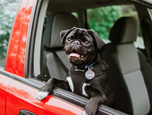 Pet in a car